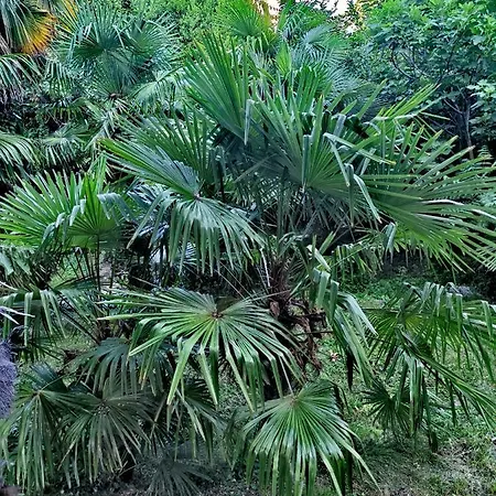 Apartman Ive Abbázia