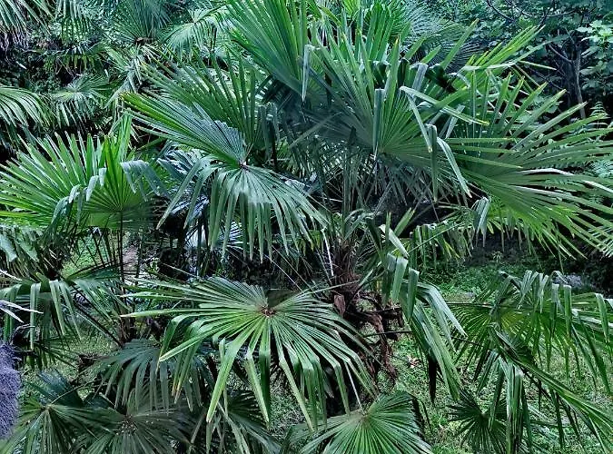 Apartment Ive Opatija